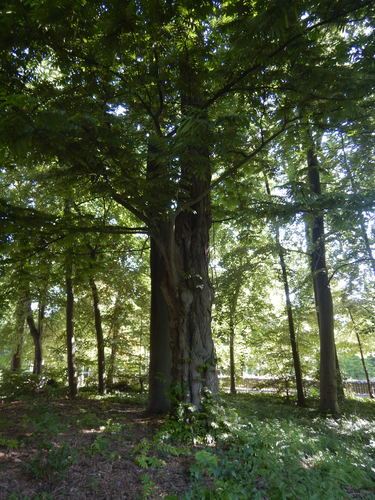 Ptérocaryer à feuilles de frêne – Bruxelles, Parc d'Osseghem –  12 Juin 2023