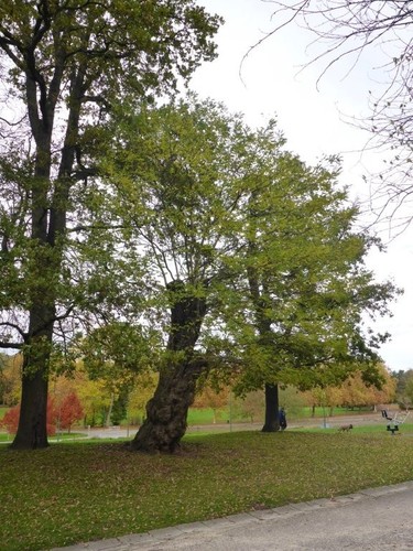 Gewone acacia &ndash; Brussel, Openbaar park van Laeken &ndash;  07 Januari 2026