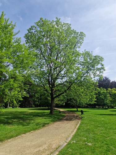 Zwarte of Amerikaanse noot &ndash; Brussel, Osseghempark &ndash;  20 Mei 2026