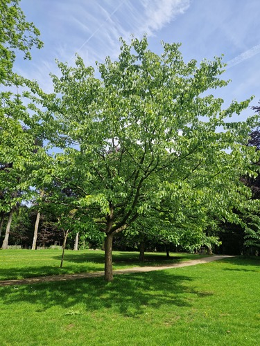Vaantjesboom &ndash; Brussel, Osseghempark &ndash;  20 Mei 2026