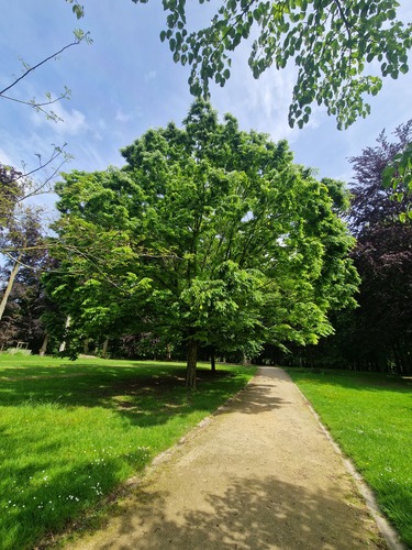 Zelkova du Japon &ndash; Bruxelles, Parc d'Osseghem &ndash;  20 Mai 2026