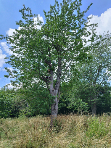 Prunus sp – Anderlecht, Meylemeersch –  10 Juillet 2023