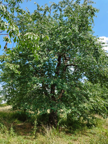 Prunus sp – Anderlecht, Meylemeersch –  10 Juillet 2023
