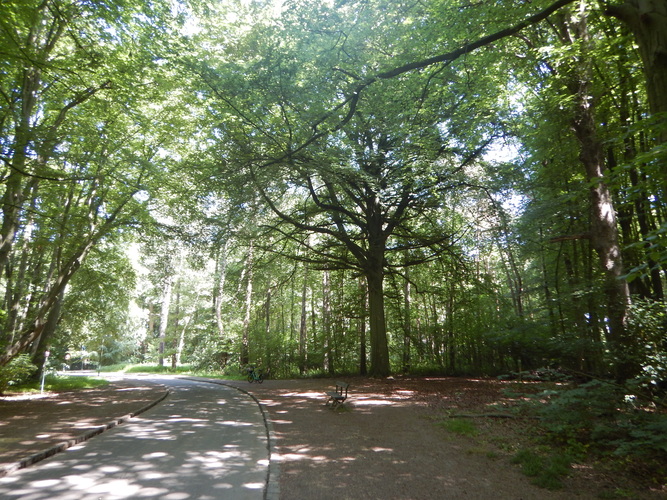 Hêtre d'Europe &ndash; Bruxelles, Bois de la Cambre &ndash;  28 Mai 2026