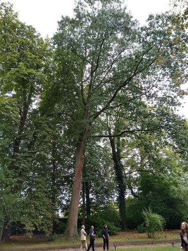 Chêne rouge d'Amérique – Woluwé-Saint-Pierre, Avenue Colonel Daumerie, 17 –  20 Septembre 2023