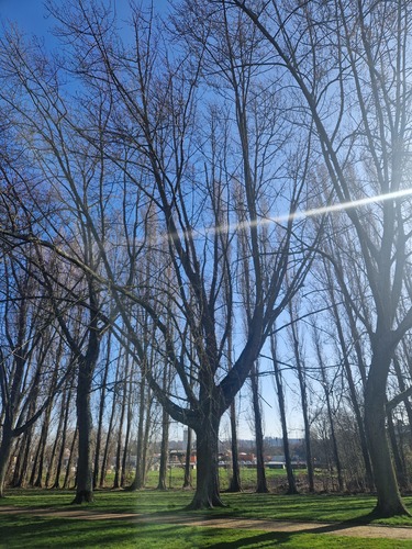 Erable argenté &ndash; Anderlecht, Rue des Colombophiles &ndash;  05 Mars 2026