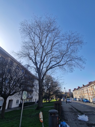 Gewone es &ndash; Anderlecht, Duivenmelkersstraat &ndash;  05 Maart 2026