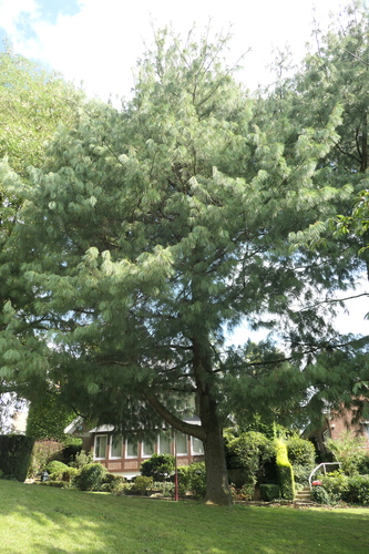 Pinus strobus – Jette, Heymboschlaan –  11 September 2023