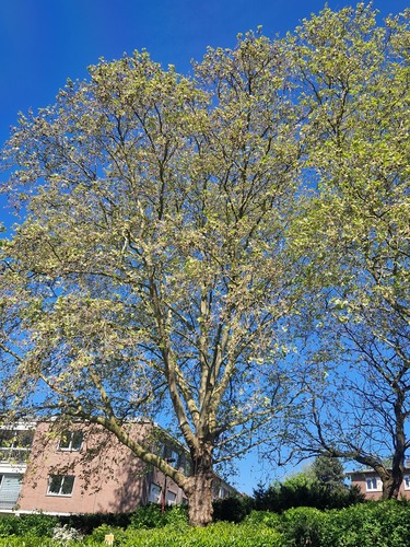 Gewone plataan &ndash; Jette, Heymboschlaan &ndash;  23 April 2026