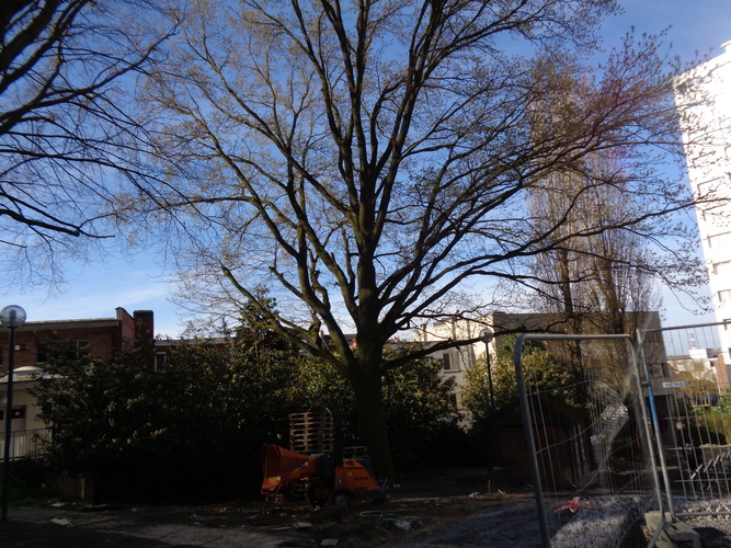 Chêne pédonculé – Uccle, Rue du Merlo, 16 –  21 Décembre 2023