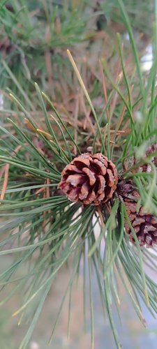Pinus mugo – Brussel, Tuinen van het Pacheco Instituut, Grootgodshuisstraat –  25 Januari 2024