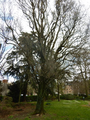 Quercus robur 'Tortuosa' – Vorst, Abdij van Vorst –  05 April 2024