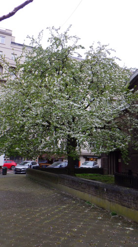 Cerisier du Japon – Ixelles, Place Georges Brugmann –  05 Avril 2024