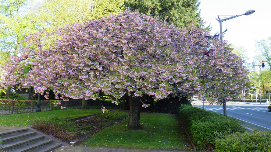 Cerisier du Japon – Bruxelles, Avenue du Parc Royal –  10 Avril 2024