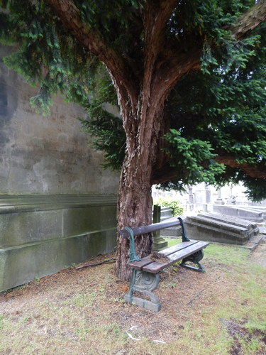 Venijnboom – Brussel, Begraafplaats van Laken –  28 Mei 2024
