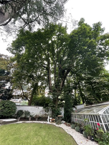 Witte paardenkastanje – Brussel, Apenboom (Araucaria araucana), Louizalaan, 345 –  11 Juli 2024