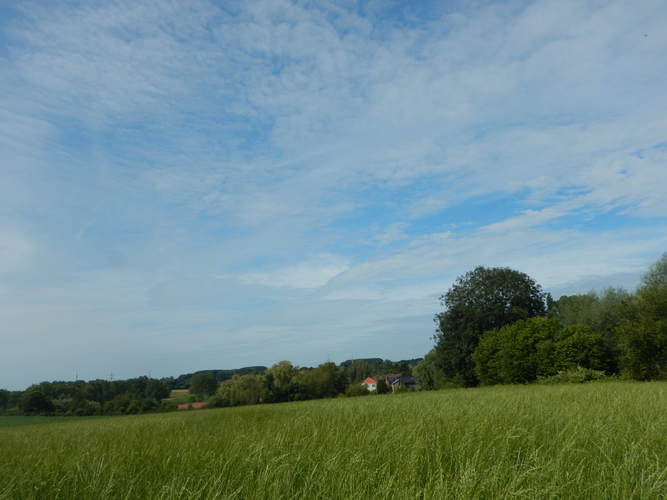 Gewone es – Anderlecht, Appelboomstraat –  25 Juli 2024