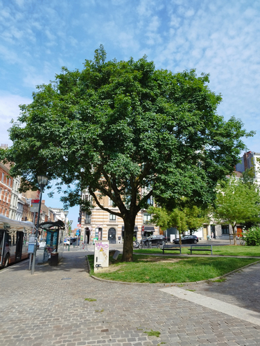 Frêne à fleurs/plumeux<br>Schaerbeek Place des Chasseurs Ardennais