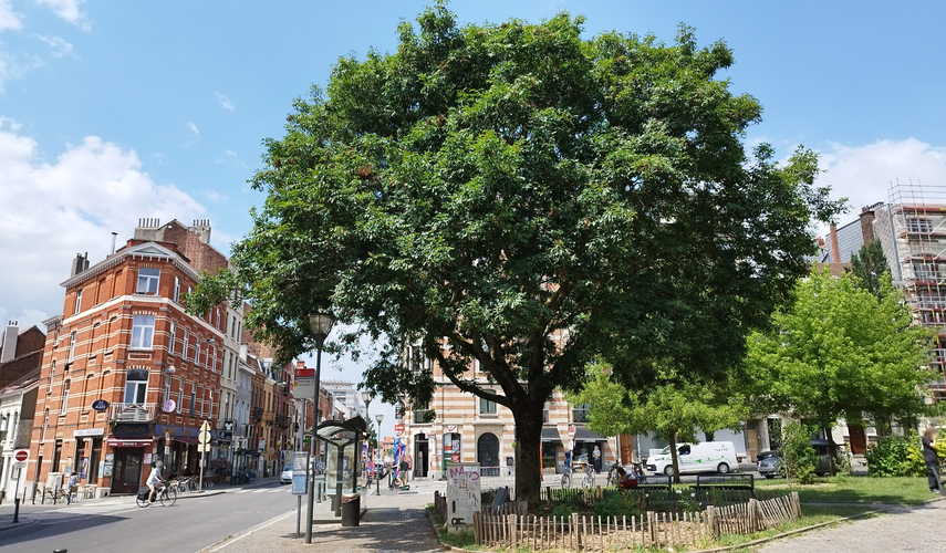 Pluimes &ndash; Schaarbeek, Ardense Jagersplein &ndash;  01 Juli 2026