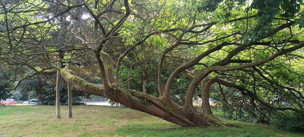 Trompetboom – Brussel, Openbaar park van Laeken, Wildejasmijnenlaan –  24 Juli 2024