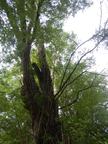 Robinier faux-acacia – Uccle, Drève du Sénéchal, 46c –  26 Juillet 2024