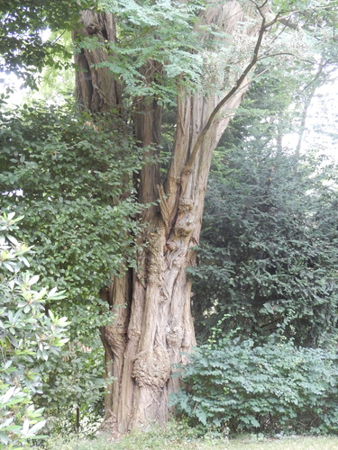 Robinier faux-acacia – Uccle, Drève du Sénéchal, 46c –  26 Juillet 2024