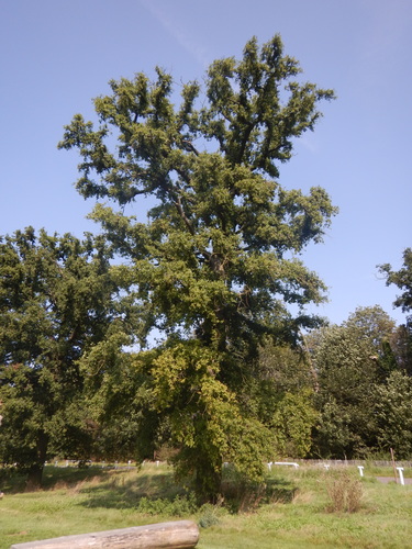 Chêne pédonculé – Uccle, Hippodrome de Boitsfort –  22 Août 2024