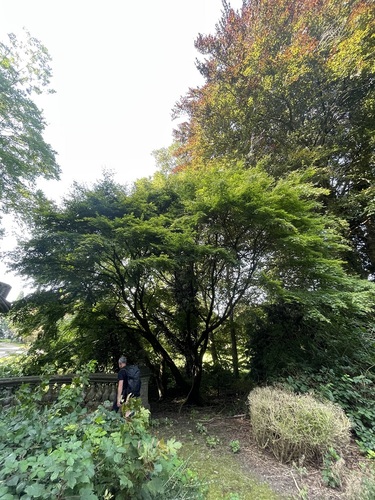 Erable palmé – Auderghem, Val Duchesse, Boulevard du Souverain, 259 –  22 Août 2024