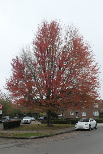 Erable argenté – Anderlecht, Avenue d'Itterbeek, 164 –  24 Octobre 2024