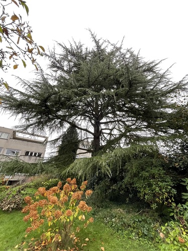 Cèdre de l'Himalaya – Watermael-Boitsfort, Cités-Jardin Le Logis et Floréal, Avenue de l'Arbalète, 42 –  06 Novembre 2024