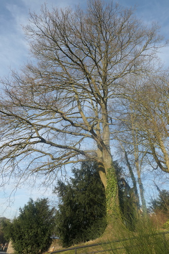 Chêne pédonculé – Forest, Drève du Tastevin, 18