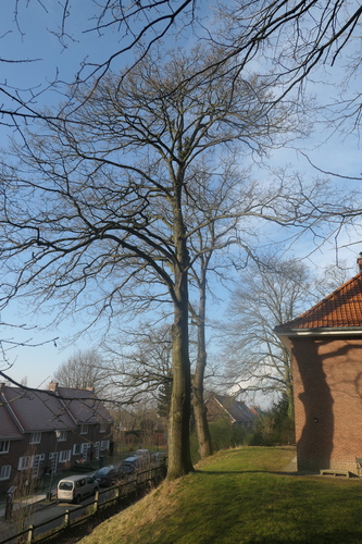 Chêne pédonculé – Forest, Drève du Tastevin, 20 –  03 Février 2025