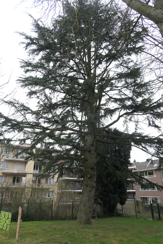 Cèdre bleu de l'Atlas – Ganshoren, Avenue de Villegas, 21 –  24 Février 2025