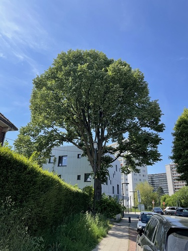 Zilverlinde – St.- Lambrechts - Woluwe, Populierenhof –  14 Mei 2025