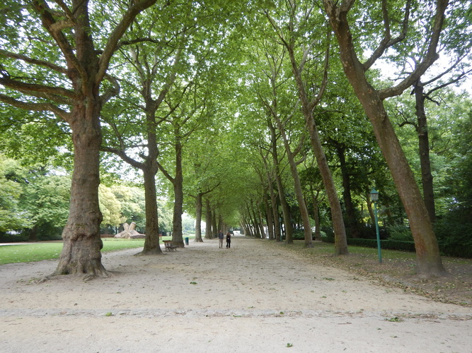 Platane à feuille d'érable – Bruxelles, Parc du Cinquantenaire –  10 Juin 2025