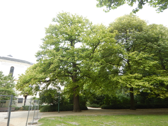 Châtaignier – Bruxelles, Parc du Cinquantenaire –  10 Juin 2025