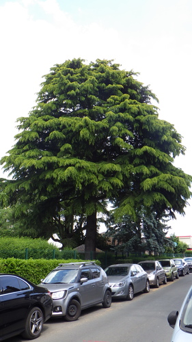 Cèdre de l'Himalaya – Ganshoren, Rue Openveld, 125 –  23 Mai 2025