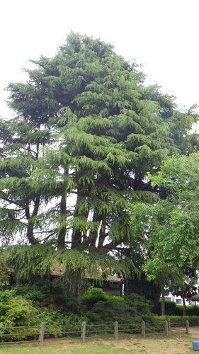 Cèdre de l'Himalaya – Ganshoren, Rue Openveld, 125 –  23 Mai 2025