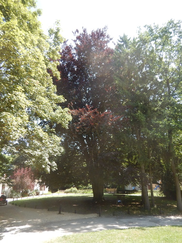 Hêtre pourpre – Woluwé-Saint-Pierre, Parc Parmentier –  23 Juin 2025