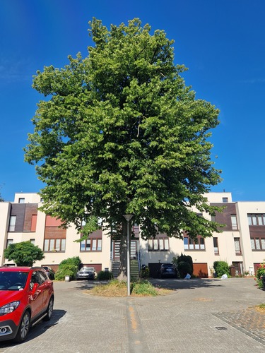 Tilleul à petites feuilles &ndash; Berchem-Sainte-Agathe, Clos du Tilleul &ndash;  01 Juillet 2025