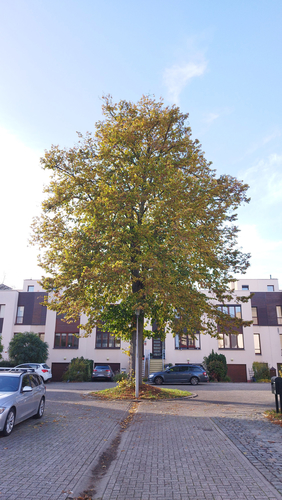 Kleinbladige linde &ndash; St.- Agatha - Berchem, Lindegaarde &ndash;  28 Oktober 2026