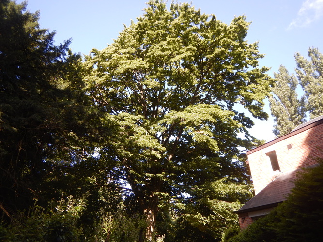 Charme commun – Woluwé-Saint-Lambert, Ancienne propriété Lindthout –  03 Juillet 2025