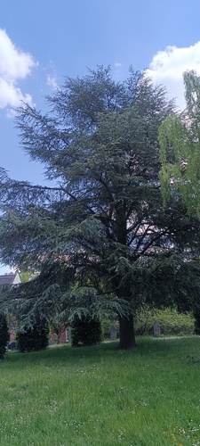 Cèdre bleu de l'Atlas – Watermael-Boitsfort, Jagersveld –  08 Juillet 2025