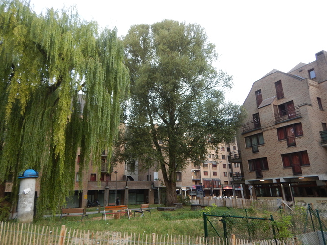 Saule blanc – Woluwé-Saint-Lambert –  14 Juillet 2025