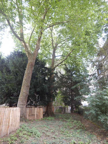 Gewone plataan – Elsene, Buchholtzpark –  29 Juli 2025
