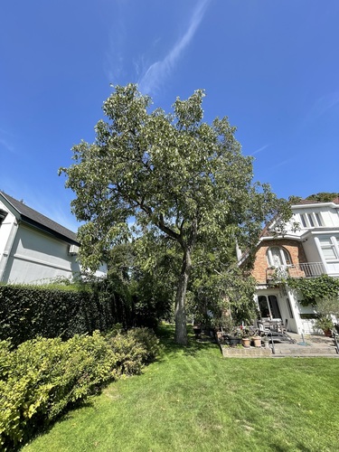 Noyer royal – Uccle, Avenue Victor-Emmanuel III, 36 –  07 Août 2025