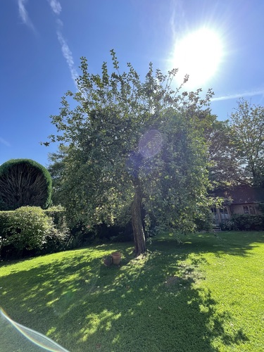 Pommier domestique – Uccle, Avenue Victor-Emmanuel III, 36 –  07 Août 2025