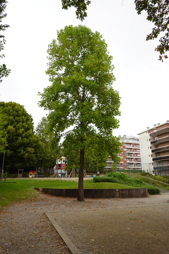 Tulpenboom – St.- Agatha - Berchem, Josse Goffinlaan, 165 –  23 September 2025