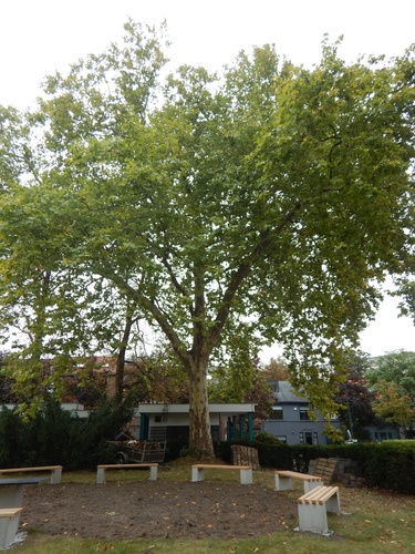 Platane à feuille d'érable – Uccle, Rue Gatti de Gamond, 95 –  25 Septembre 2025