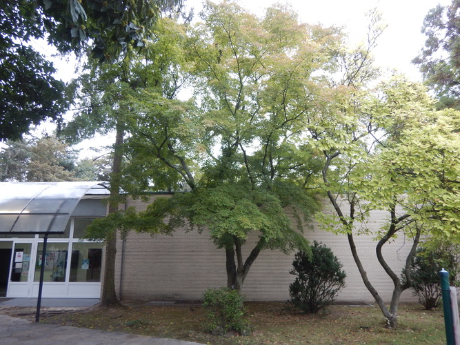 Acer palmatum 'Butterfly' – Ukkel, Gatti de Gamondstraat, 95 –  25 September 2025